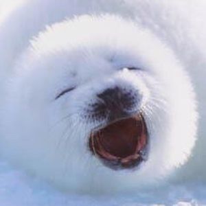 Meet your Posher, Mads